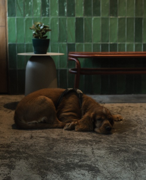 Perro descansando junto a la pared de azulejo verde